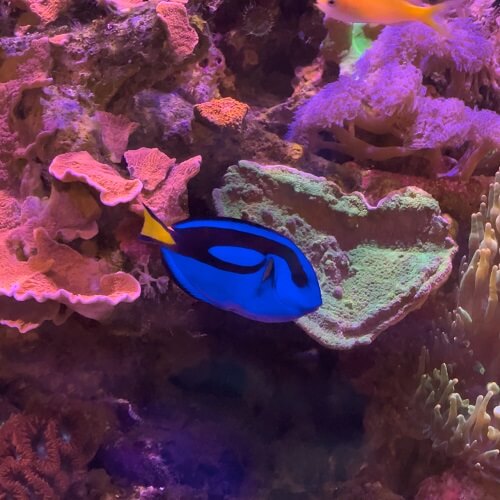 Blue Tang