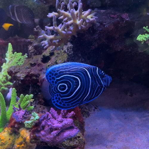 Emperor Angelfish