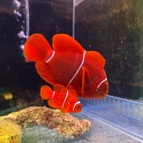 Maroon Clown Fish