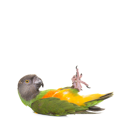 medium bird toys