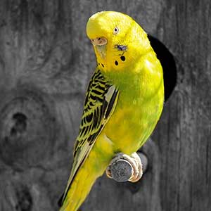 budgie toys the range