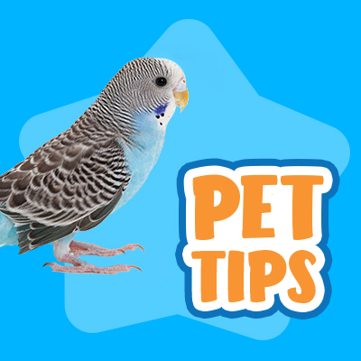 pet tips