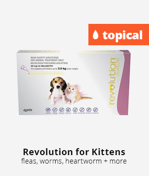 Revolution for Kittes