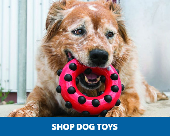 Shop Grain Free Dog Food