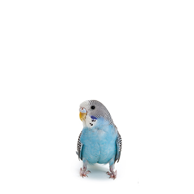 Small bird toys budgie