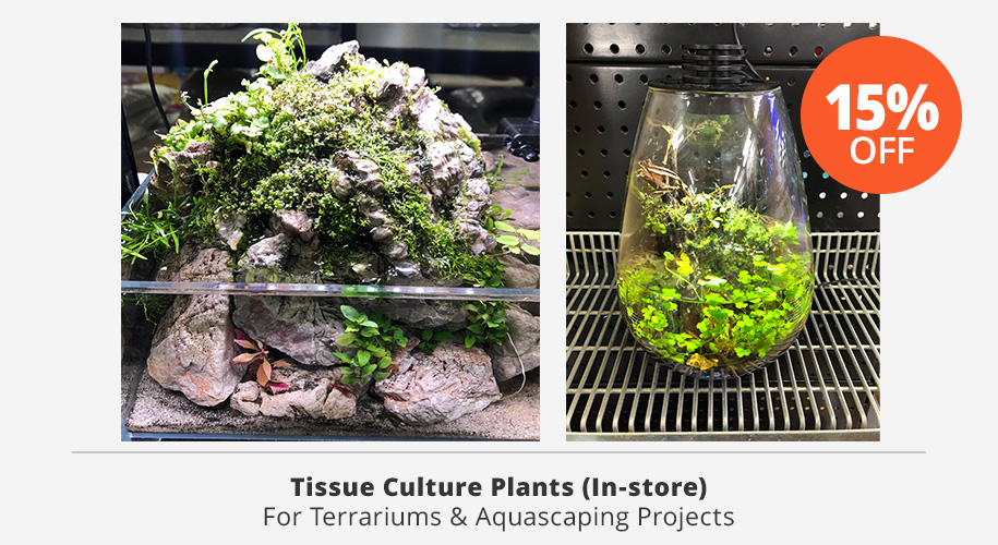 Tissue Culture aquascaping plants 15% off