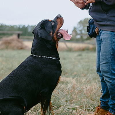 Dog Training & Toiletting