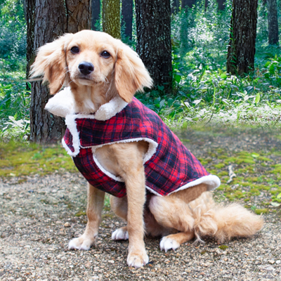 Trendy dog coats