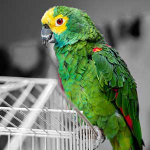 budgie toys the range