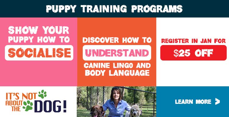 Puppy Preschool Program to set your puppy up for success