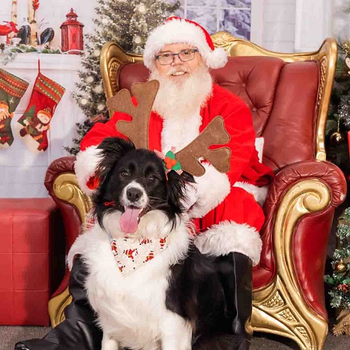 Pet Santa Photo