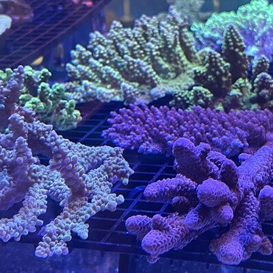 acropora