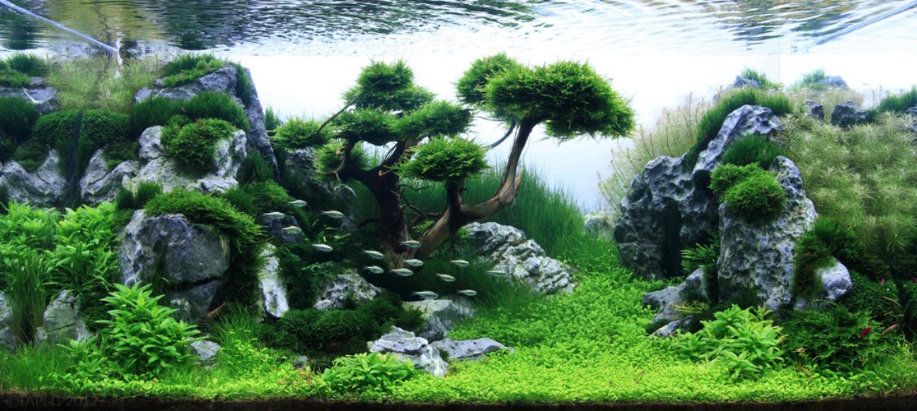 Aquascape Aquarium Supplies & Plants, Afterpay Available