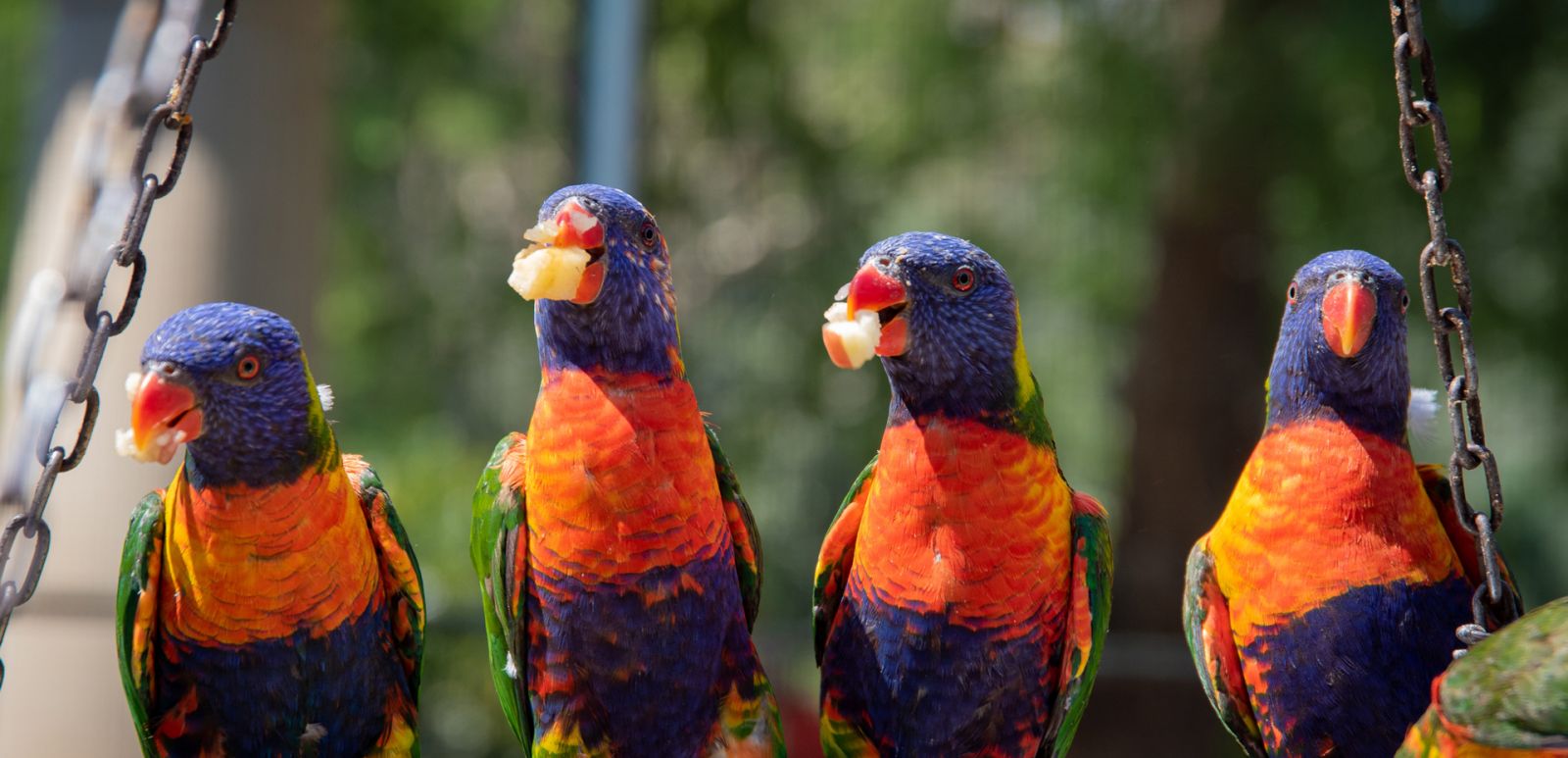 4x rainbow lorikeets eating some fruit in a line