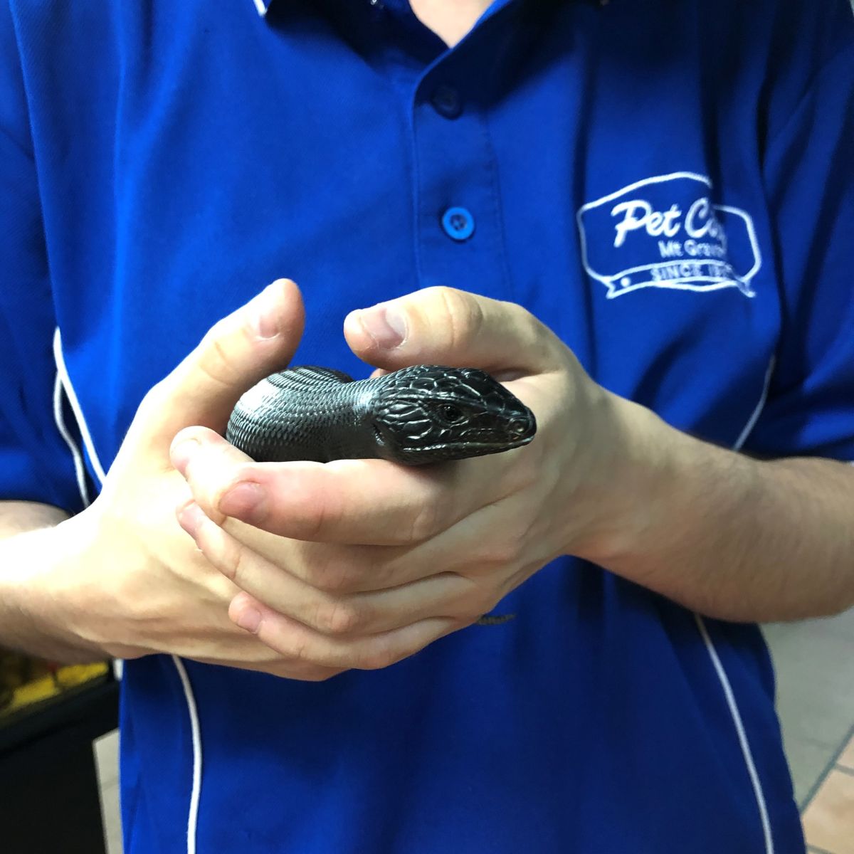 Melanistic Blue Tongue