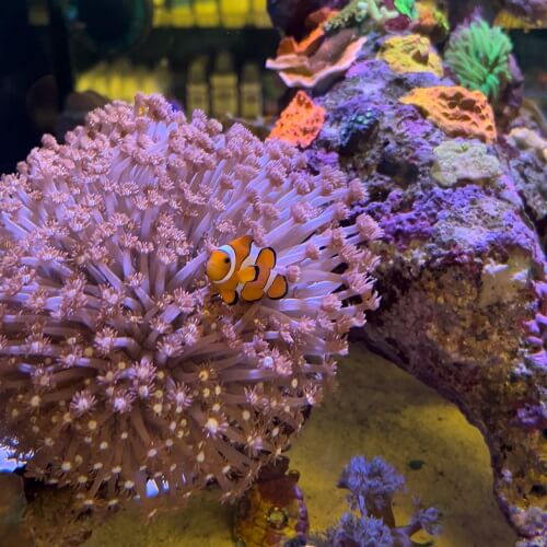 clown fish