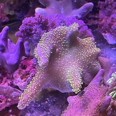 Devil's Hand Coral