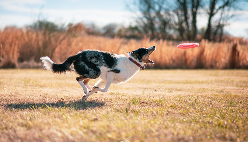 collie chasing a frisbee