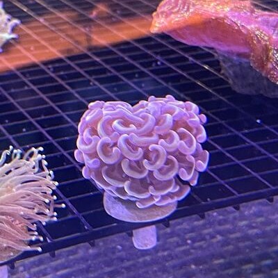 pink hammer coral