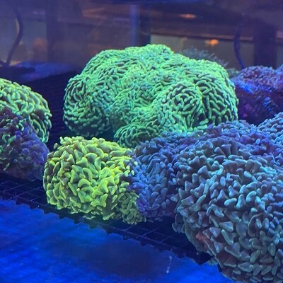 Green hammer coral