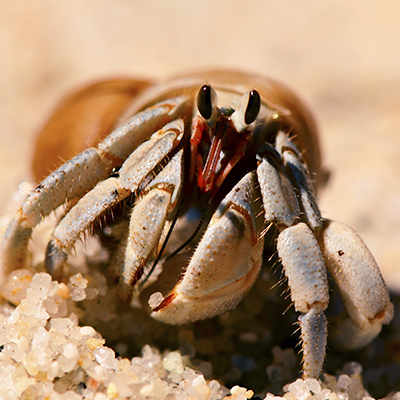 Hermit Crab