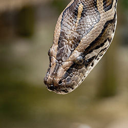 Reptile Shop