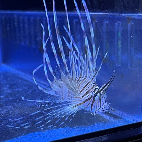 Lion Fish