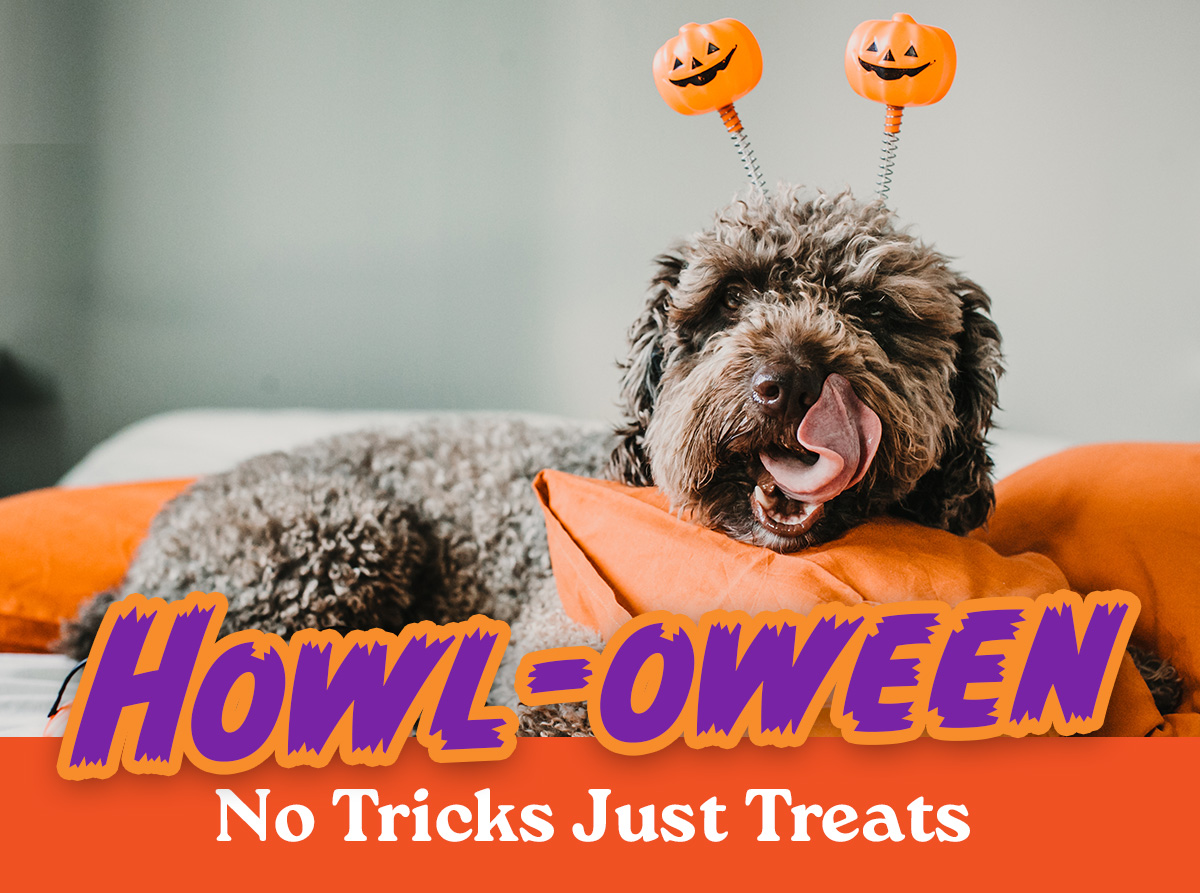 halloween treat sale 15% off