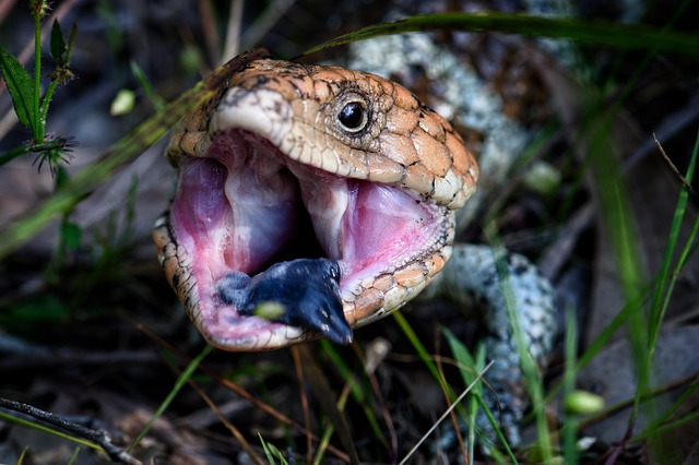 Eastern Blue-Tongued Lizard