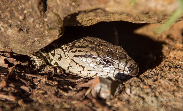 Pink Tongued Lizard