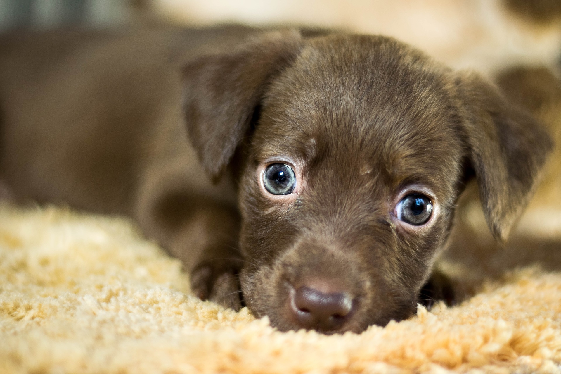 2,496 Feline Puppies Stock Photos - Free & Royalty-Free Stock Photos from Dreams