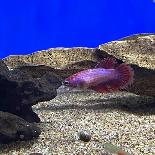 Red Female Fighter Fish