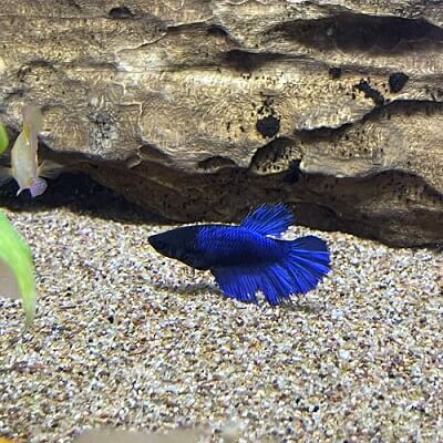 royal blue fighter fish