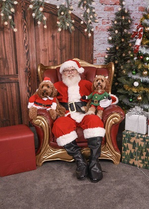 Santa Pet Photo 2023 2 dressed up cavoodles with santa