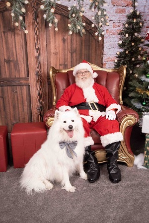 Santa Pet Photo 2023 white fluffy dog with santa