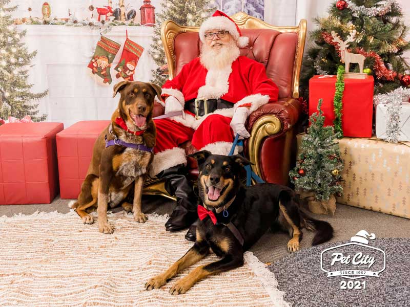 Santa Pet Photos 2022 Book Now Pet City