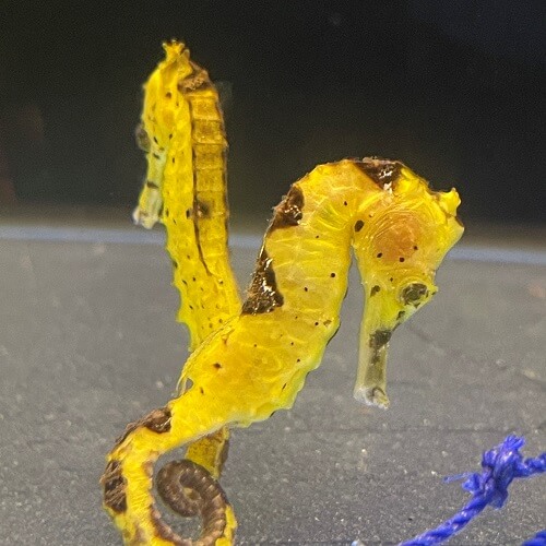 Pet Seahorse