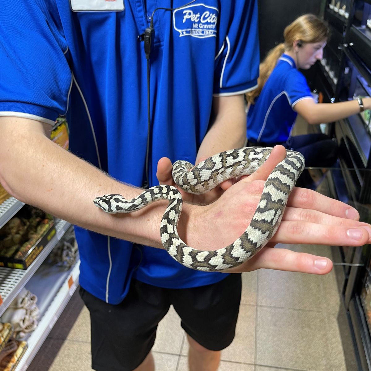 Pet Daintree Carpet Python