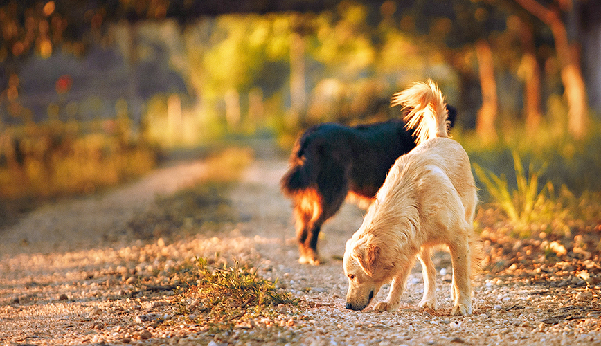 dog sniffing the ground