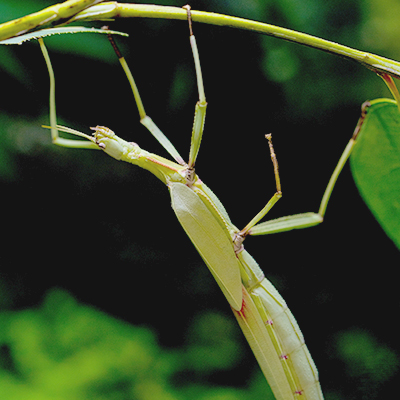 Stick Insect