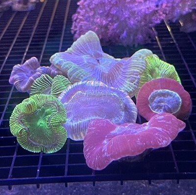 Trachy Coral