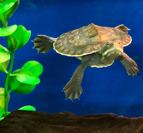 Do Penny Turtles Exist? - Youtube