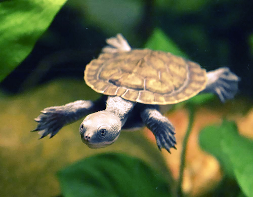 Keeping A Pet Turtle: A Complete Guide To Raising Turtles In Australia