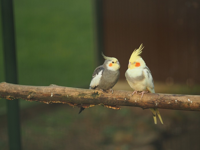 cockatiel image