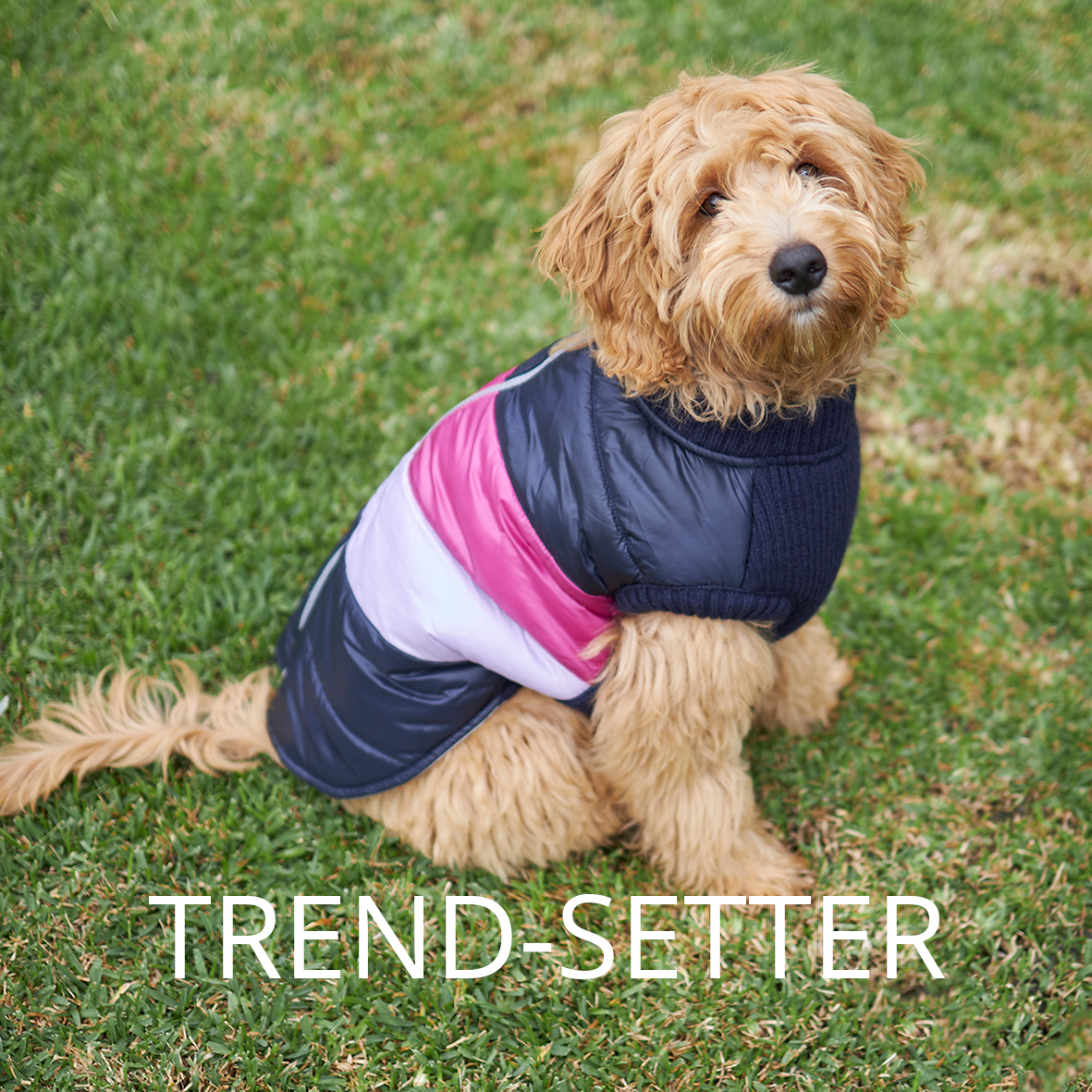 trendy dog coats