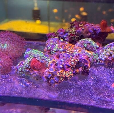 Zoa Coral