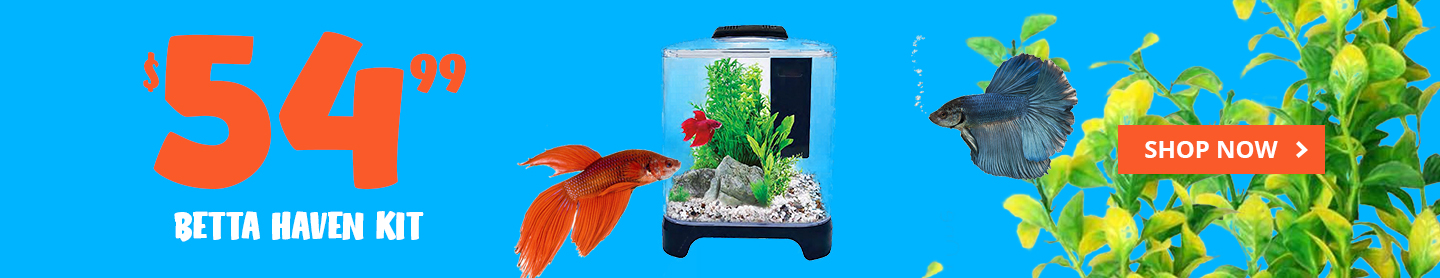 Betta haven kit sale now $54.95 fish tank