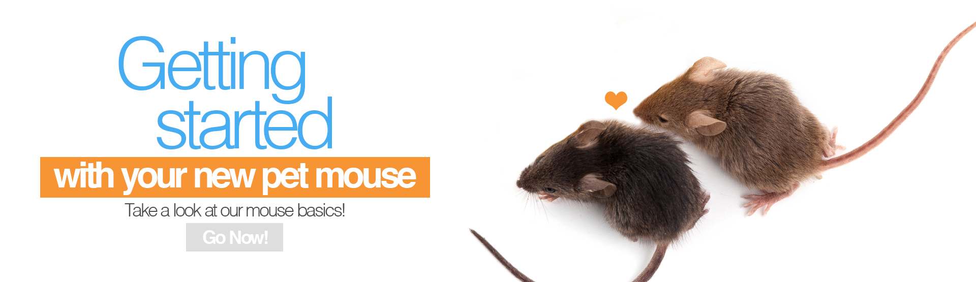 Getting started with your new pet mouse