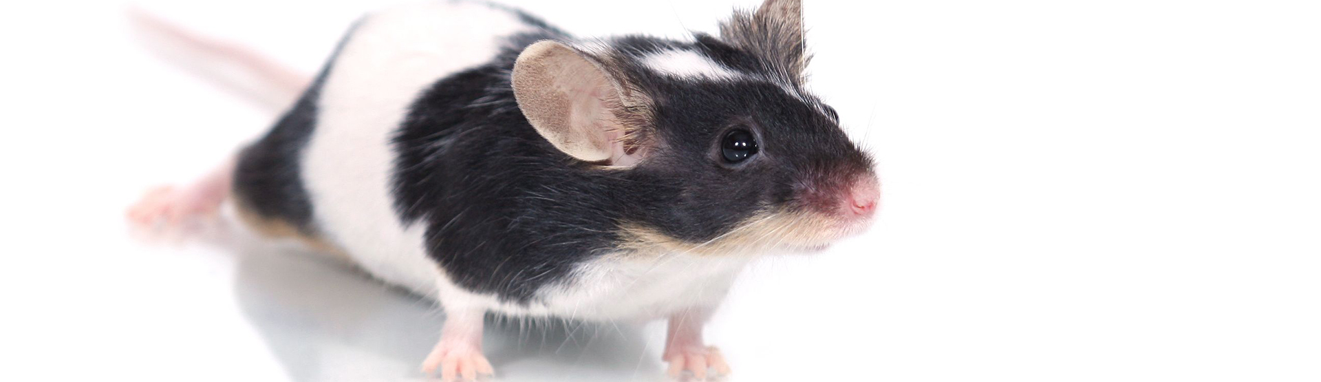 Small Animal Department Mouse