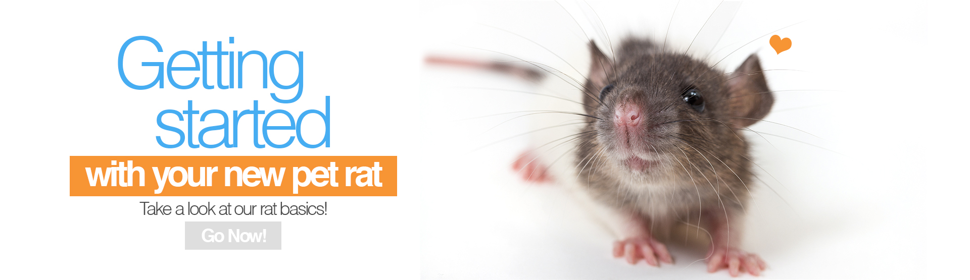 Getting started with your new pet rat
